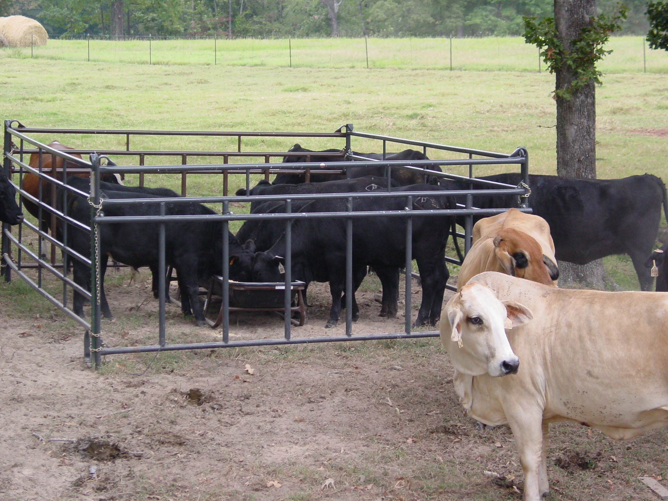 Cattle Feeder PCPP06 05.JPG